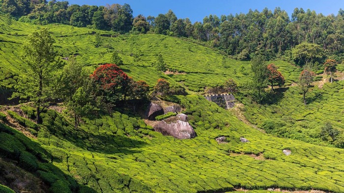 Tea plantations on a hillside in Kerala, India