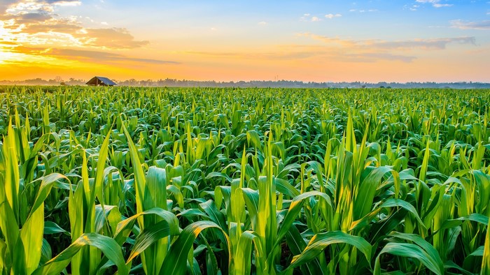 Cornfield at sunrise with a barn in the distance