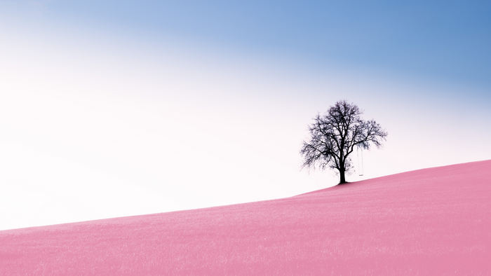 Lone tree with swing on pink hill under blue sky