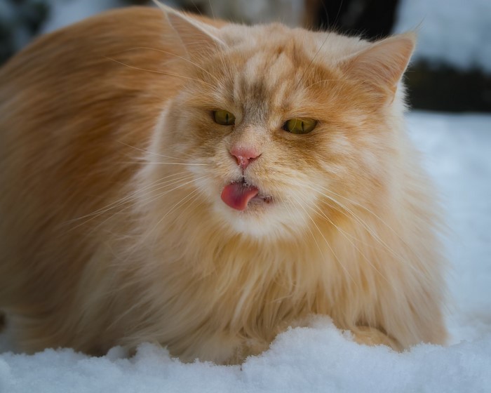 Orange cat with tongue out in snow