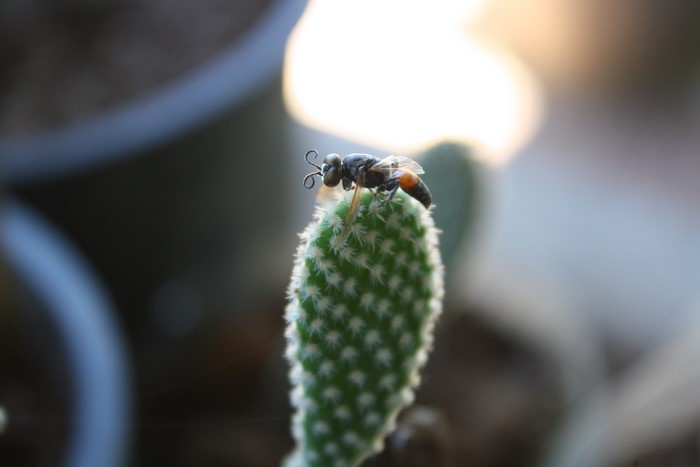 Insect on a cactus