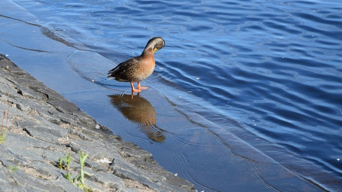 Duck by the Water