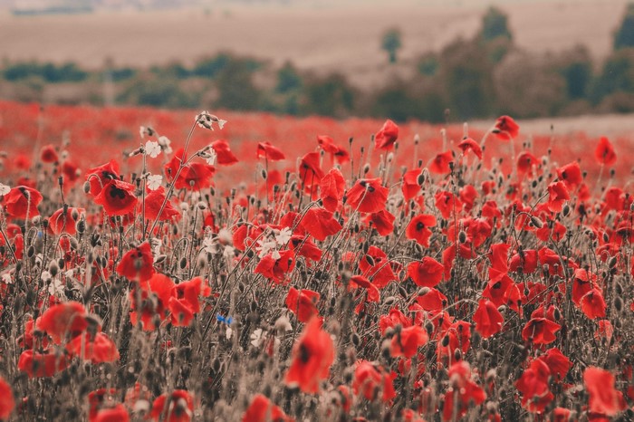 Field of red poppies with white flowers