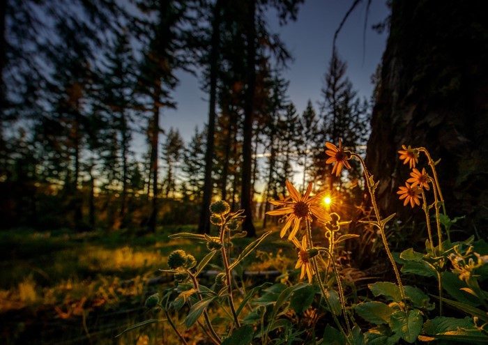 Sunlight filtering through trees onto wildflowers
