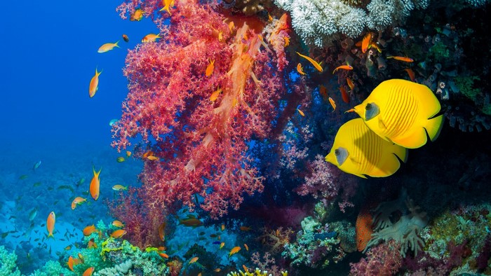 Coral reef with butterflyfish and anthias in the Red Sea