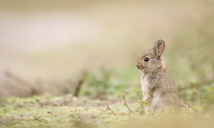 A baby rabbit sits in the grass