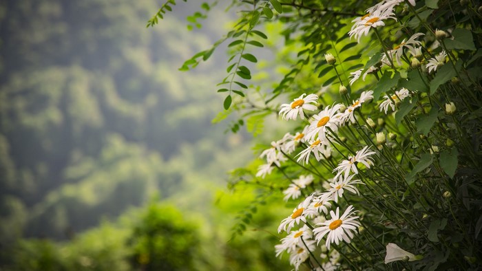 White daisies with green foliage and blurred forest background