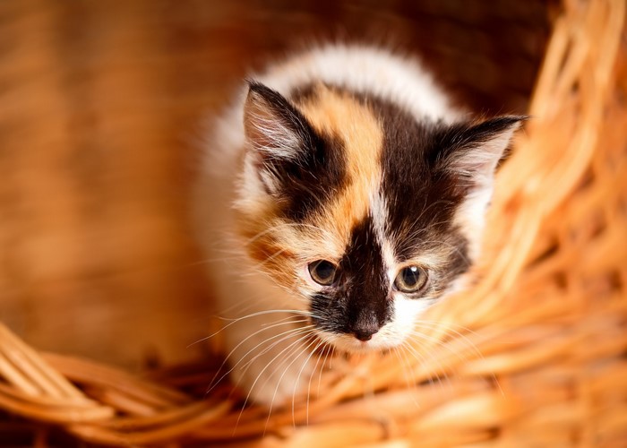 Calico kitten in a wicker basket