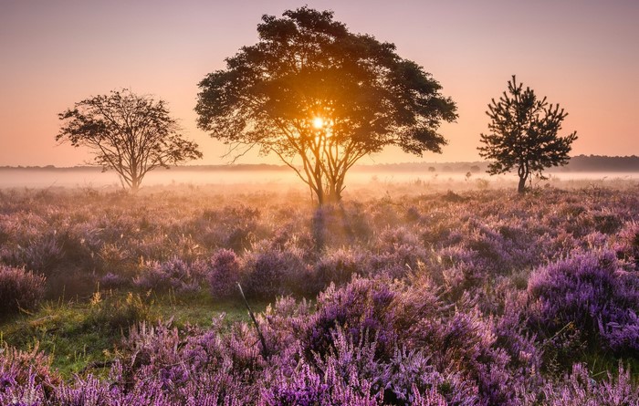 Sunrise over a heather field with trees and mist