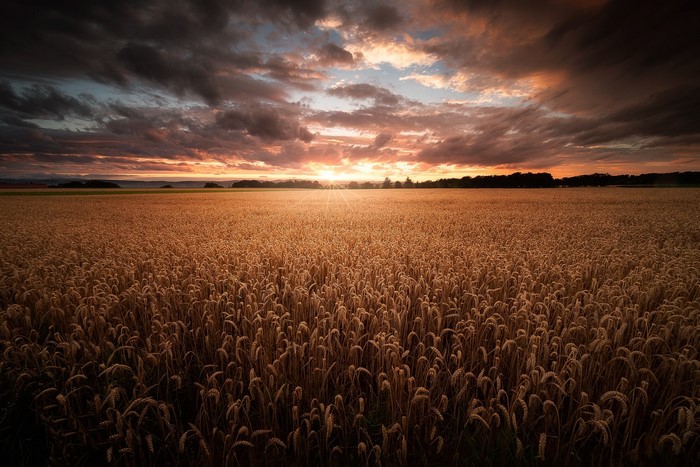 Wheat field at sunset with dramatic clouds