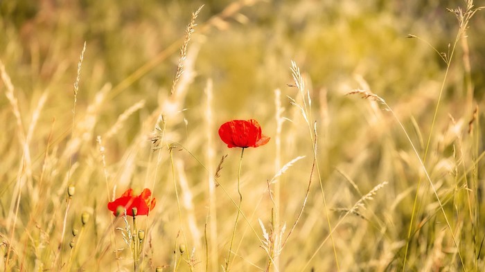 Two red poppies in a field of dry grass
