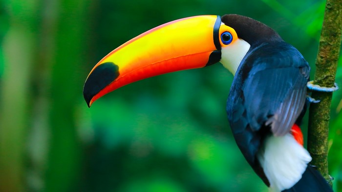 Toucan perched on a branch in a forest