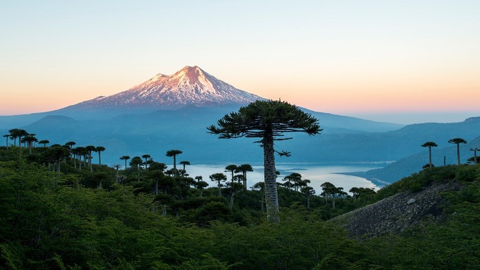 Monkey puzzle trees in front of a snowy volcano and lake