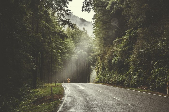 Road through a misty forest with trees and a signboard