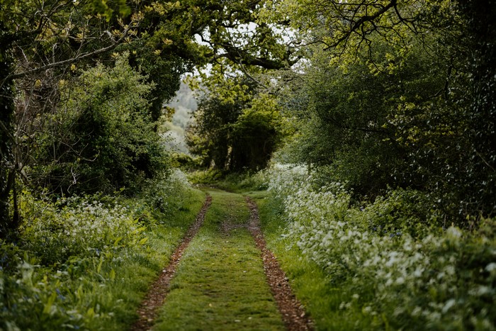 Dirt path through a green forest with white flowers