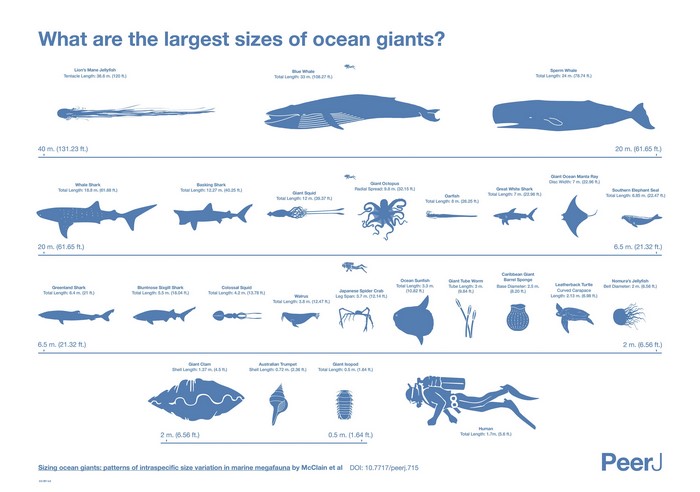 Largest Ocean Giants by Size