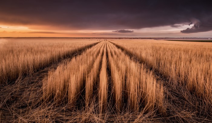 Wheat field with storm clouds at sunset