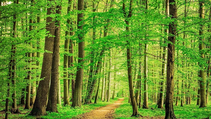A dirt path winds through a sunlit beech forest in Germany