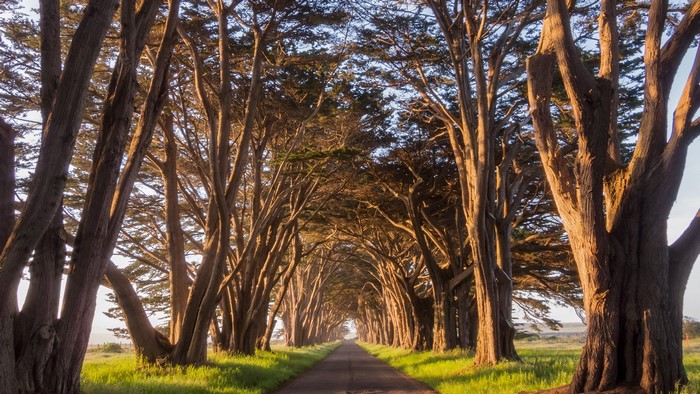 Road lined with cypress trees at golden hour