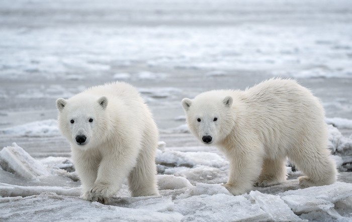Two polar bear cubs on ice