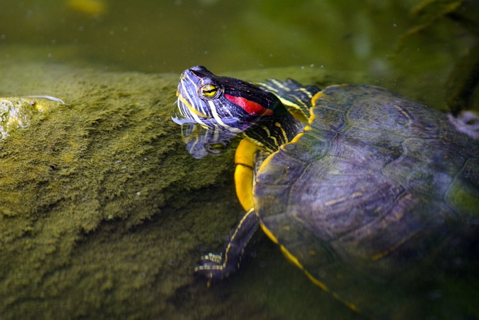Red-eared slider turtle in water