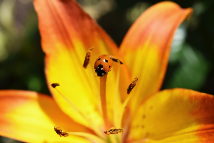 Ladybug on an orange and yellow lily flower