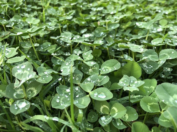 Clovers with water droplets in a garden