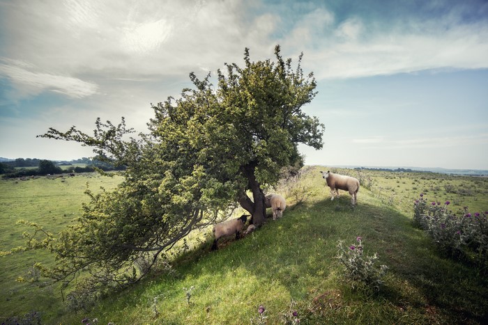 Sheep grazing under a tree on a grassy hill