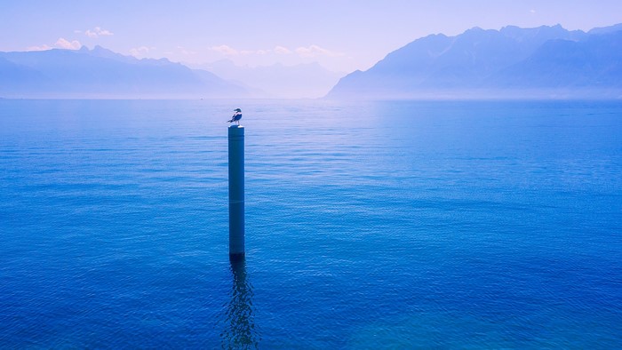 Bird on a post in Lake Geneva, Switzerland