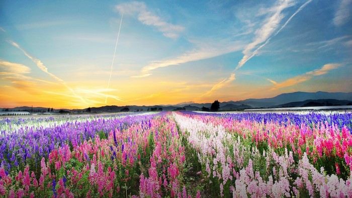 Field of colorful flowers at sunset with mountains