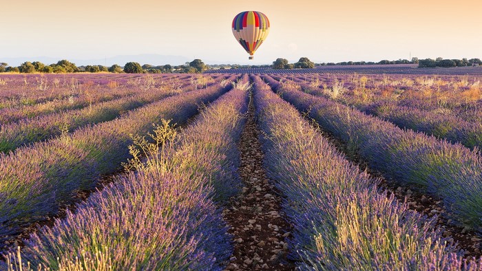 Hot air balloon over lavender field at sunset