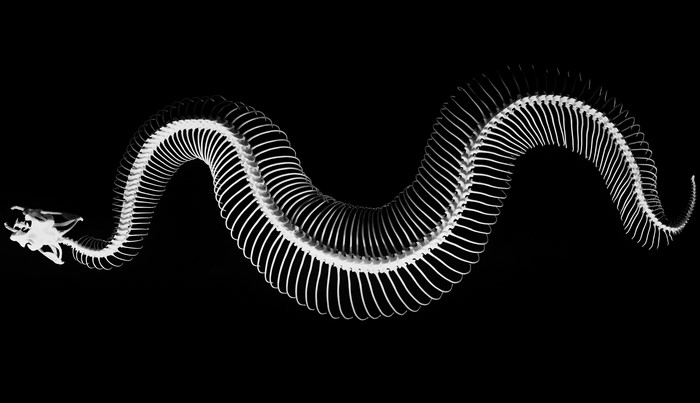 4K Snake Skeleton