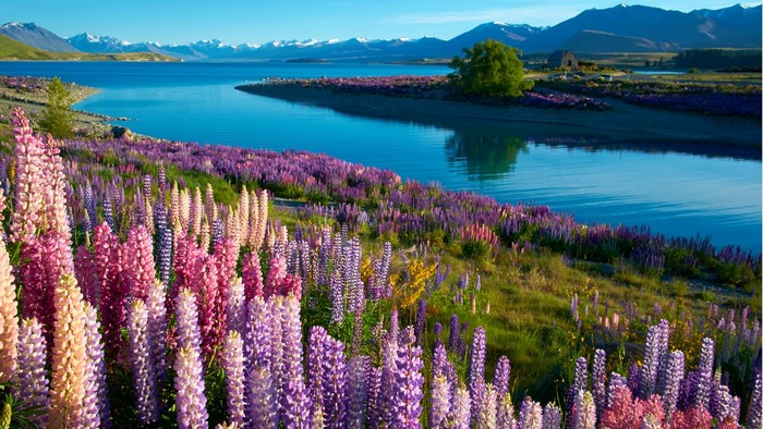 Lake Tekapo with Lupins and Mountains, New Zealand