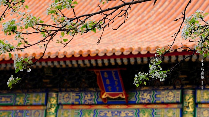 Blooming branches in front of the Forbidden City roof
