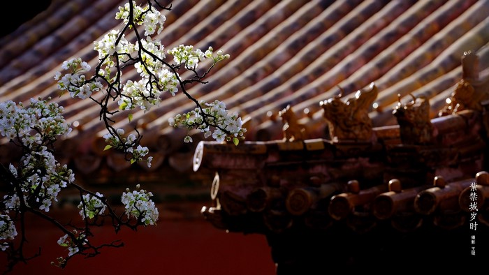 Blooming Pear Blossoms in the Forbidden City