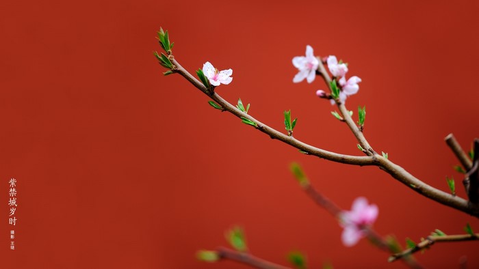 Peach blossoms in the Imperial Palace