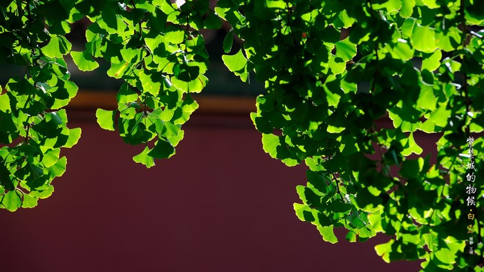Green ginkgo leaves backlit by sunlight
