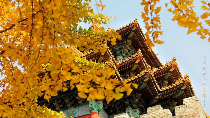 Golden Ginkgo Leaves Frame Imperial Palace Architecture