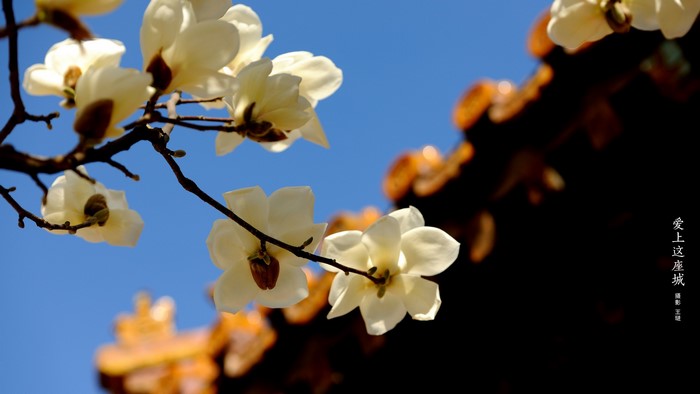 White Magnolia Flowers in front of Imperial Palace Architecture