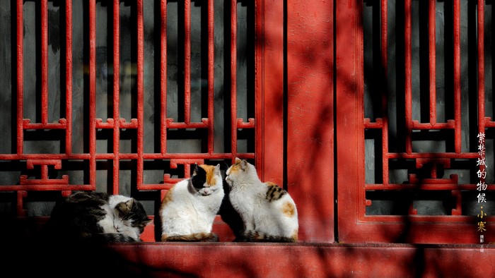 Three cats resting by a red window in the Imperial Palace