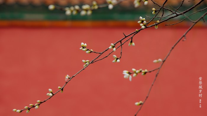 Plum blossoms in the Forbidden City