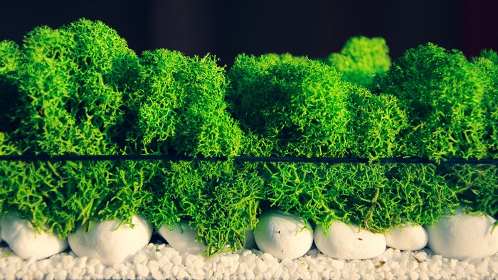 Green moss with white pebbles and reflection