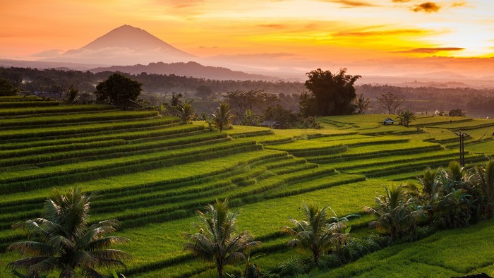Rice terraces in Bali, Indonesia at sunset