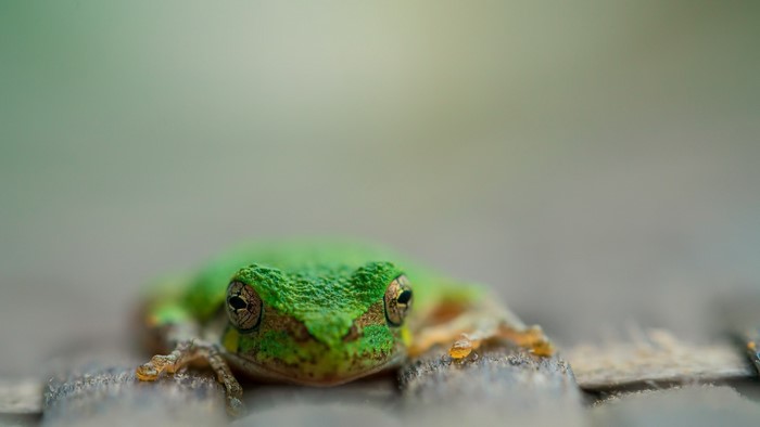 Green frog on a wooden surface
