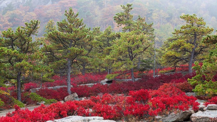 Autumn forest with pine trees and red foliage in Maine