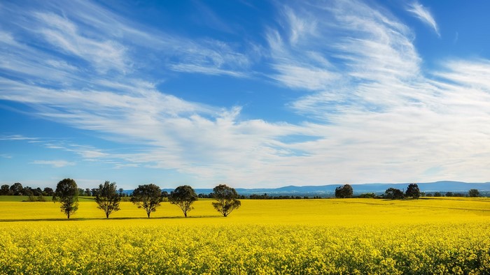 Yellow rapeseed field with trees under a cloudy blue sky