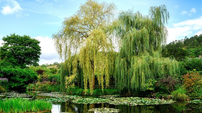 A tranquil garden pond with weeping willow trees and lily pads