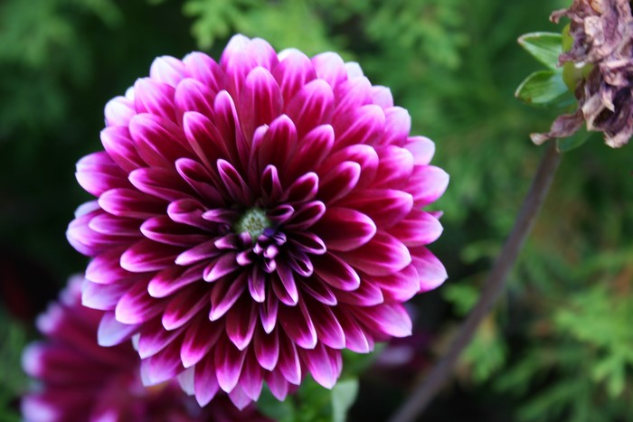 Close-up of a vibrant purple and white dahlia flower