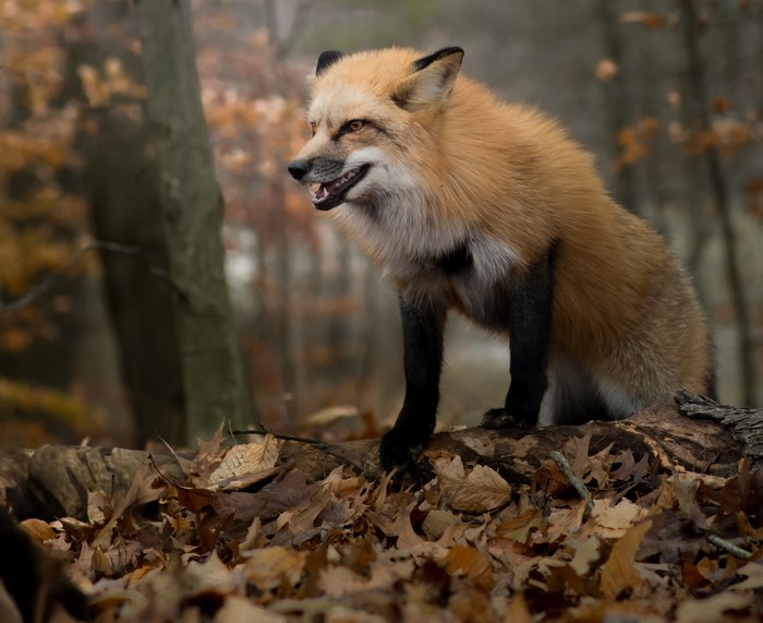 Red fox sitting on a log in a forest