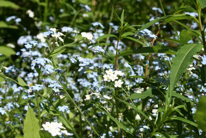 Forget-me-nots and white flowers in a garden